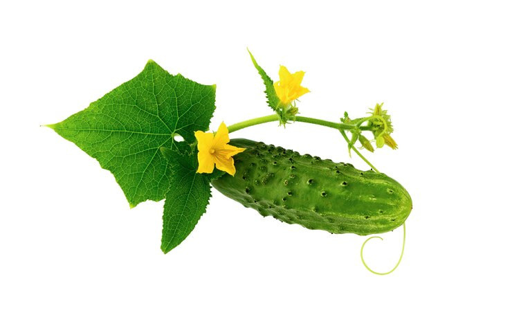 تصویر 3 از خیار بوته‌ ای تازه شمالی